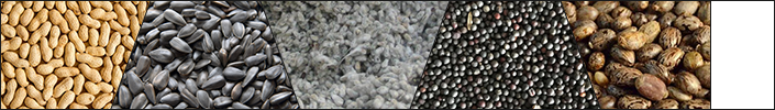 cooking oil seed